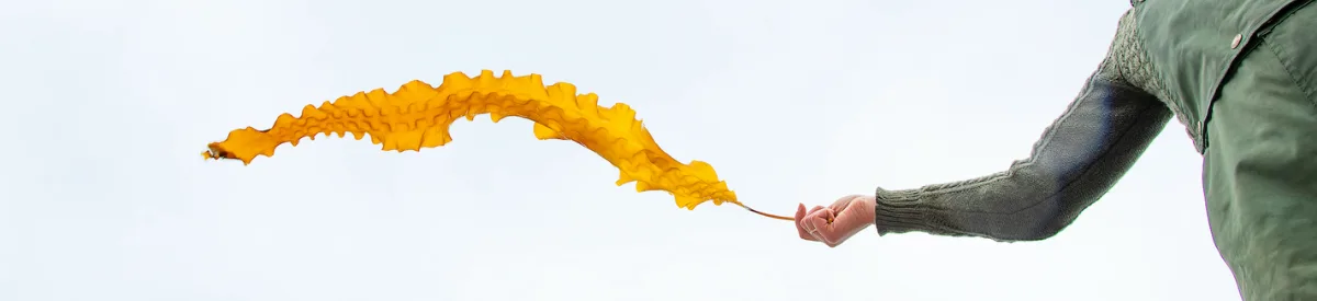 Atlantic Sea Farms banner